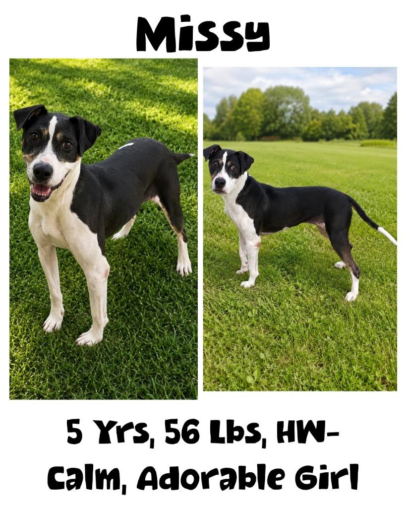 Missy, a Adoptable mixed breed in Albany, GA image 2/6