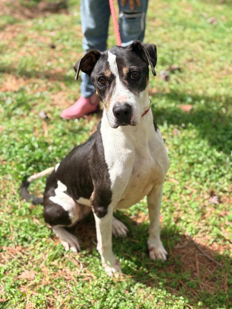 Missy, a Adoptable mixed breed in Albany, GA image 2/5