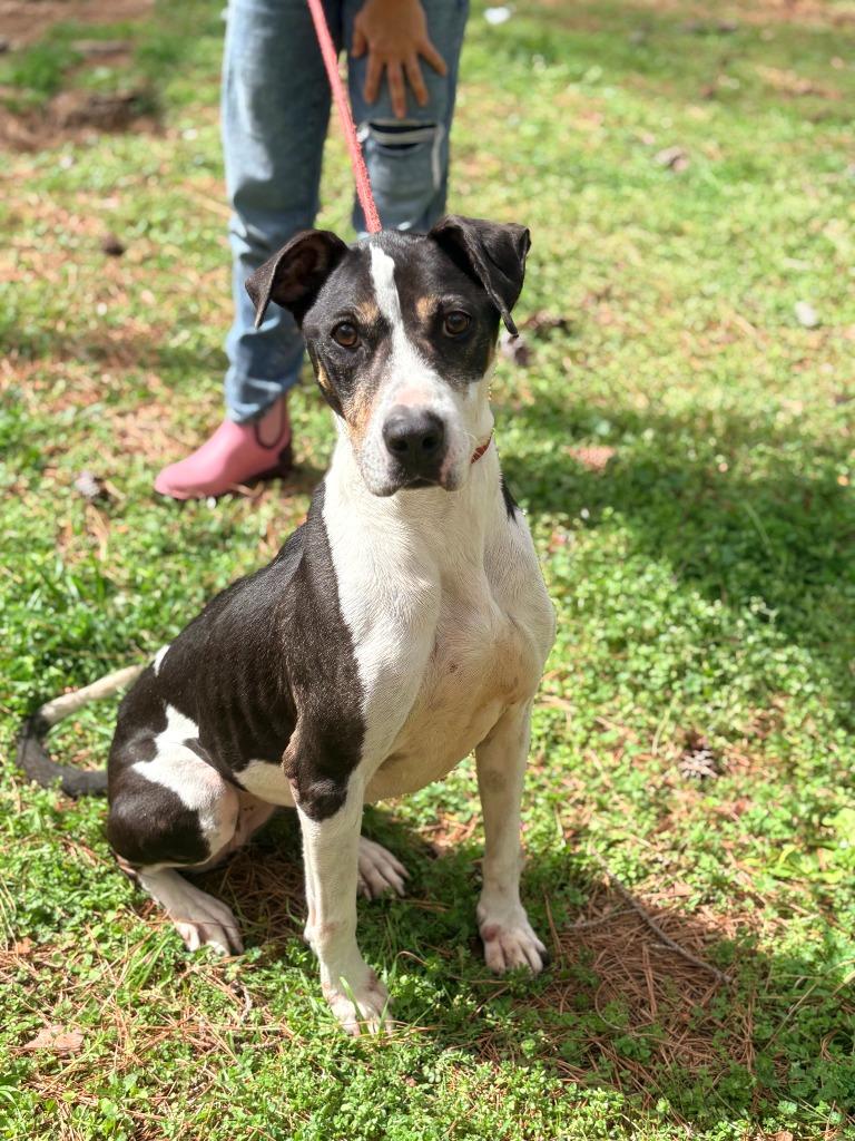 Missy, a Adoptable mixed breed in Albany, GA image 3/5