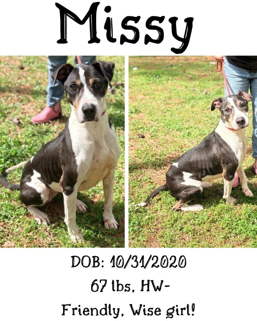 Missy, a Adoptable mixed breed in Albany, GA image 4/5