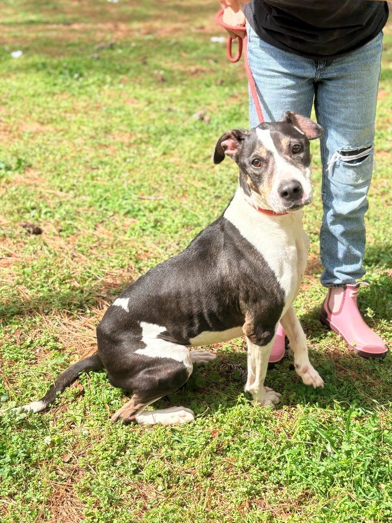 Missy, a Adoptable mixed breed in Albany, GA image 5/5