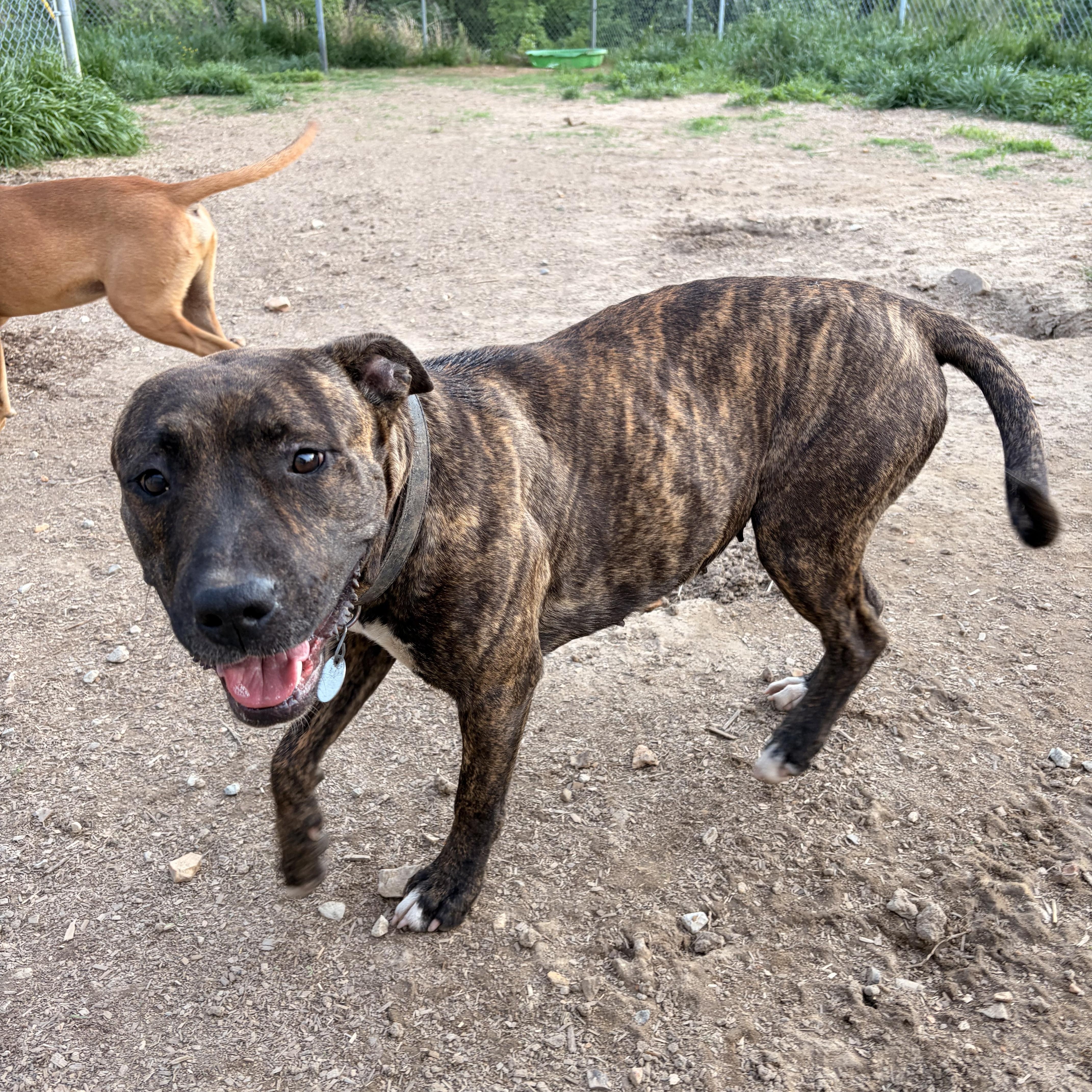 Tess, ADOPTABLE, Adult Female Mountain Cur.