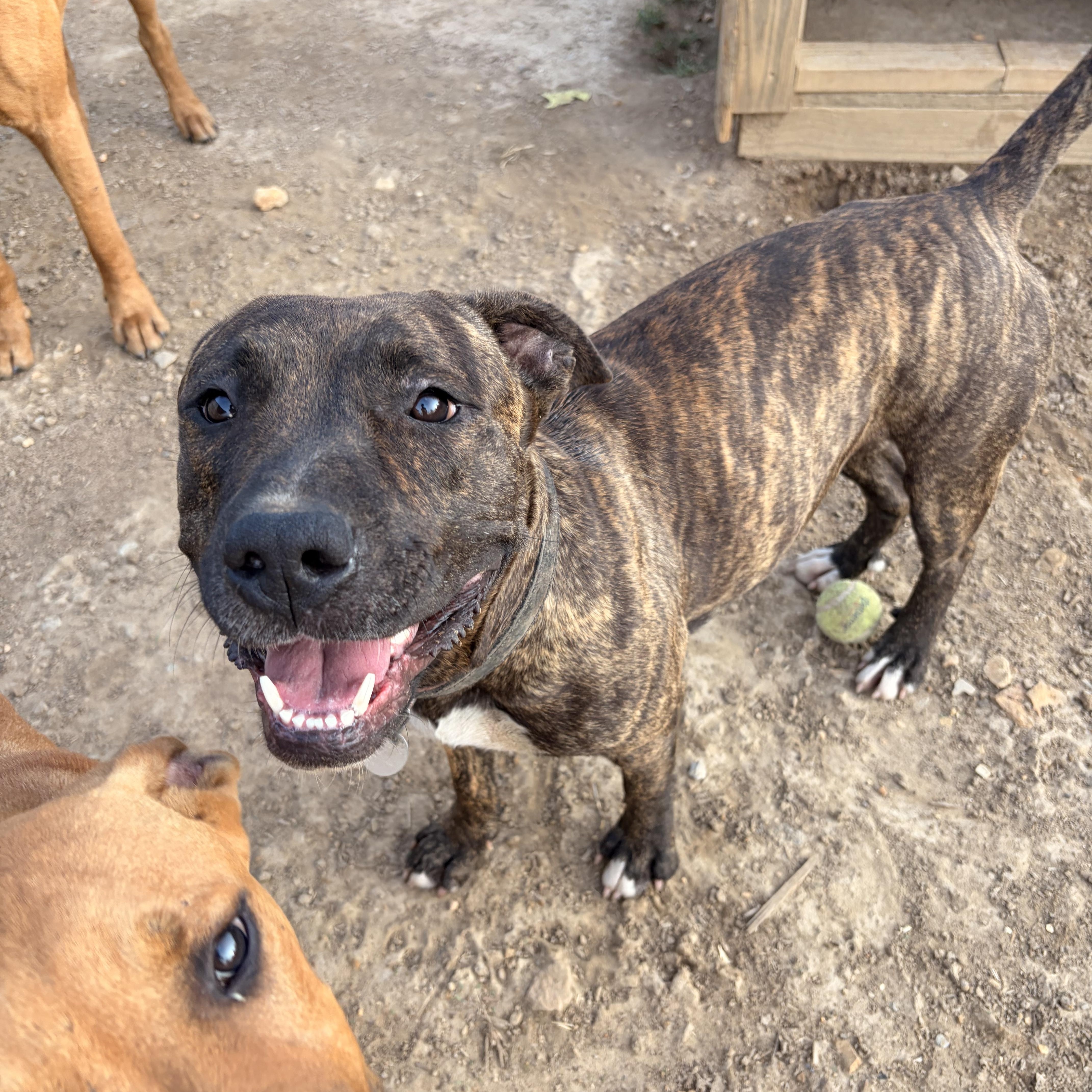 Tess, a ADOPTABLE mixed breed in Melbourne, AR image 3/3