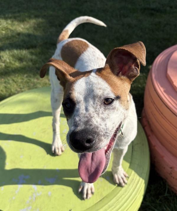 Mel, Adoptable, Young Male Australian Cattle Dog / Blue Heeler.