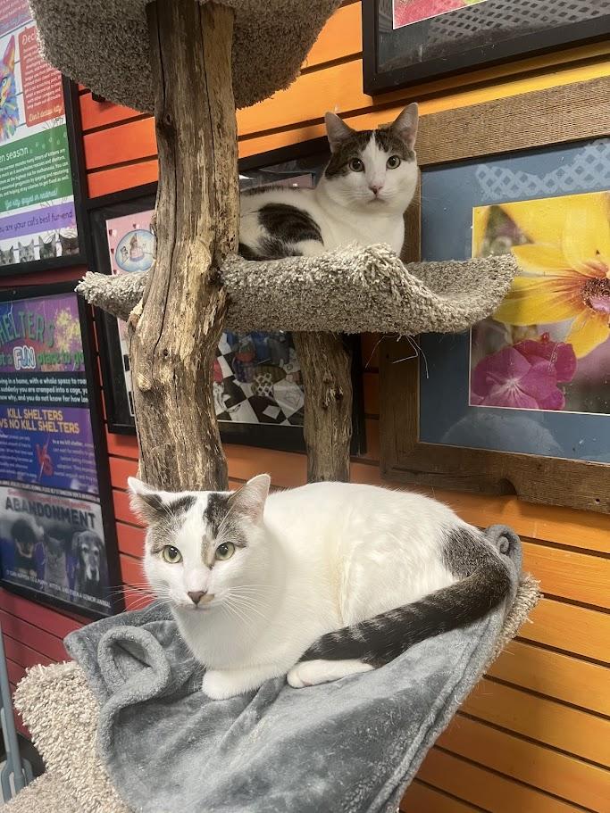 Enlarge Kade, a Adoptable Domestic Short Hair in Chicago, IL image 4/4