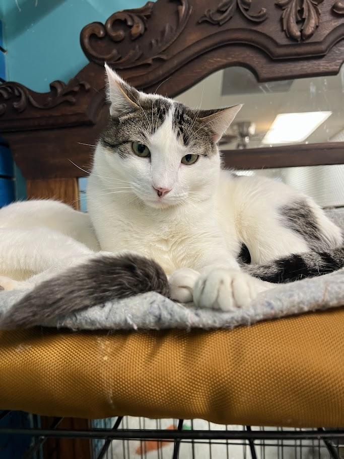 Kade, Adoptable, Young Male Domestic Short Hair.