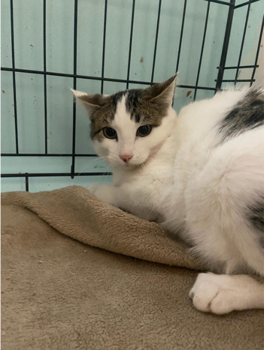 Enlarge Kade, a Adoptable Domestic Short Hair in Chicago, IL image 1/1