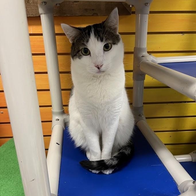 Enlarge Kade, a Adoptable Domestic Short Hair in Chicago, IL image 2/4