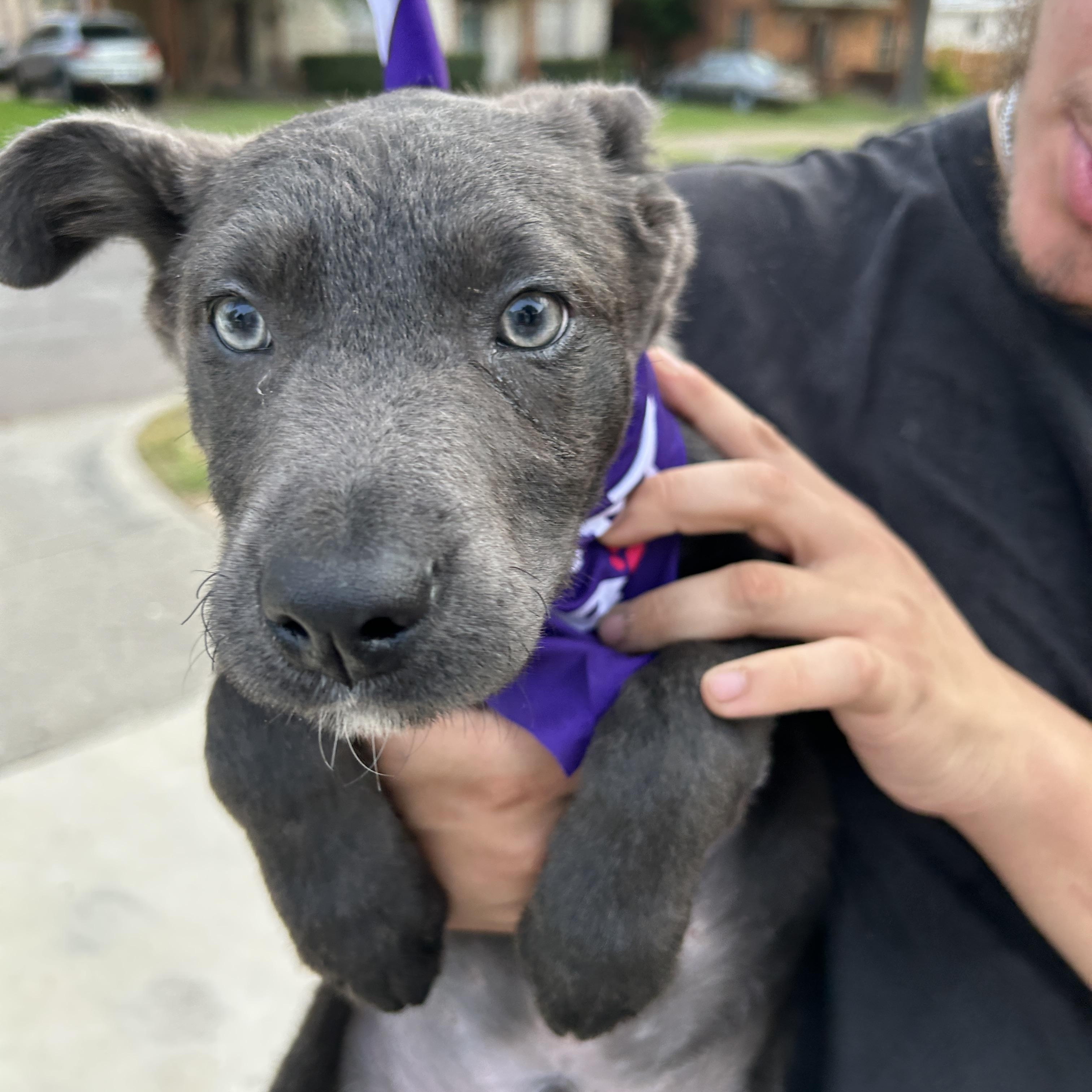 Puppy Shadow