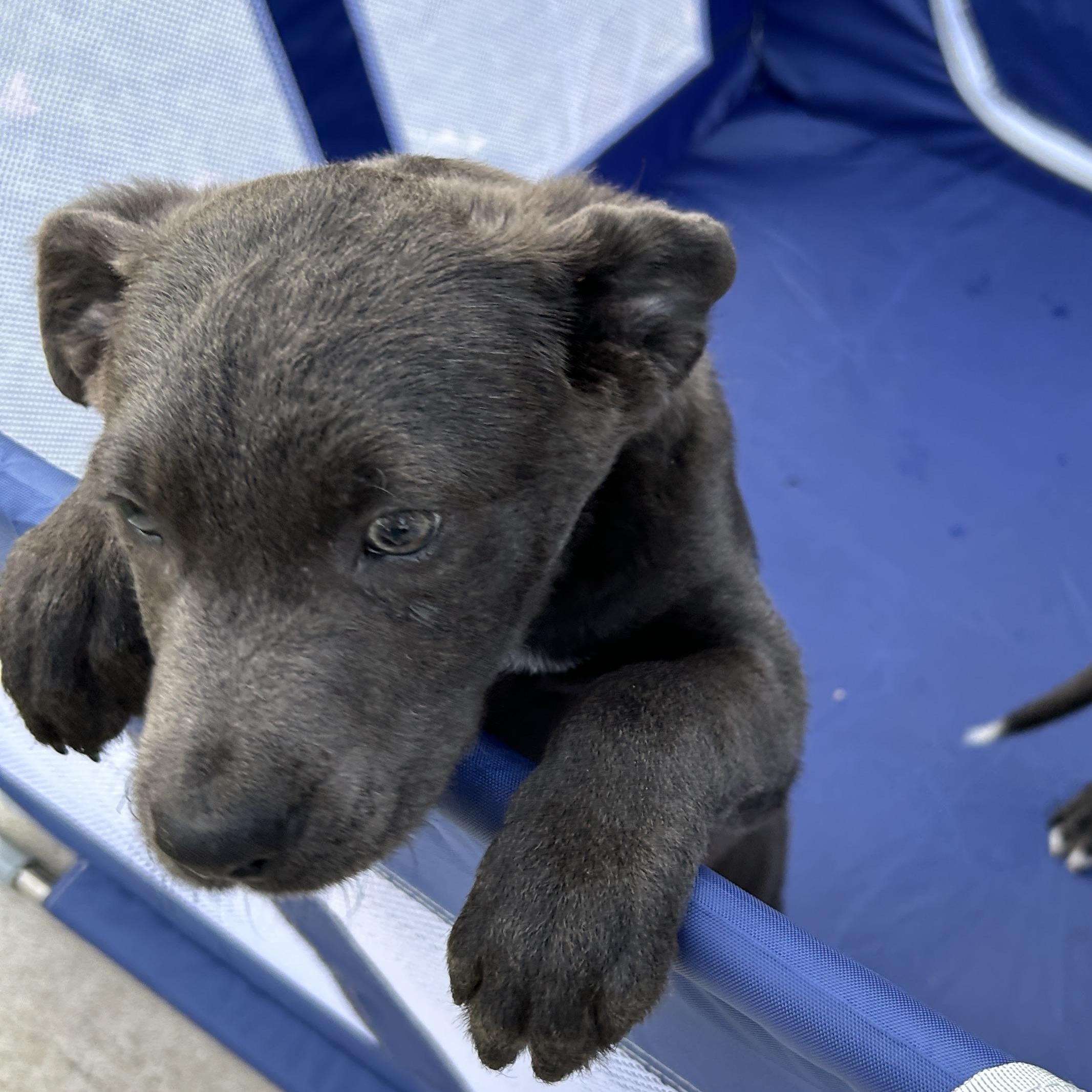 Puppy Shadow