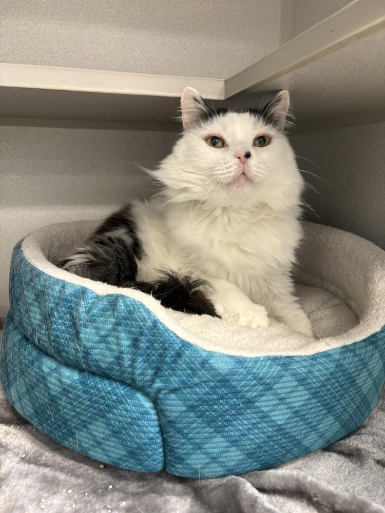 Miko, Adoptable, Senior Female Domestic Long Hair.