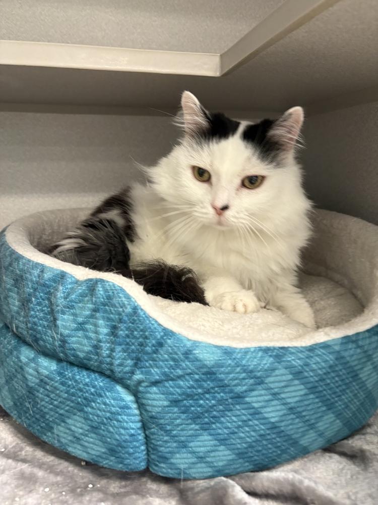 Enlarge Miko, a Adoptable Domestic Long Hair in Bowling Green, OH image 2/2