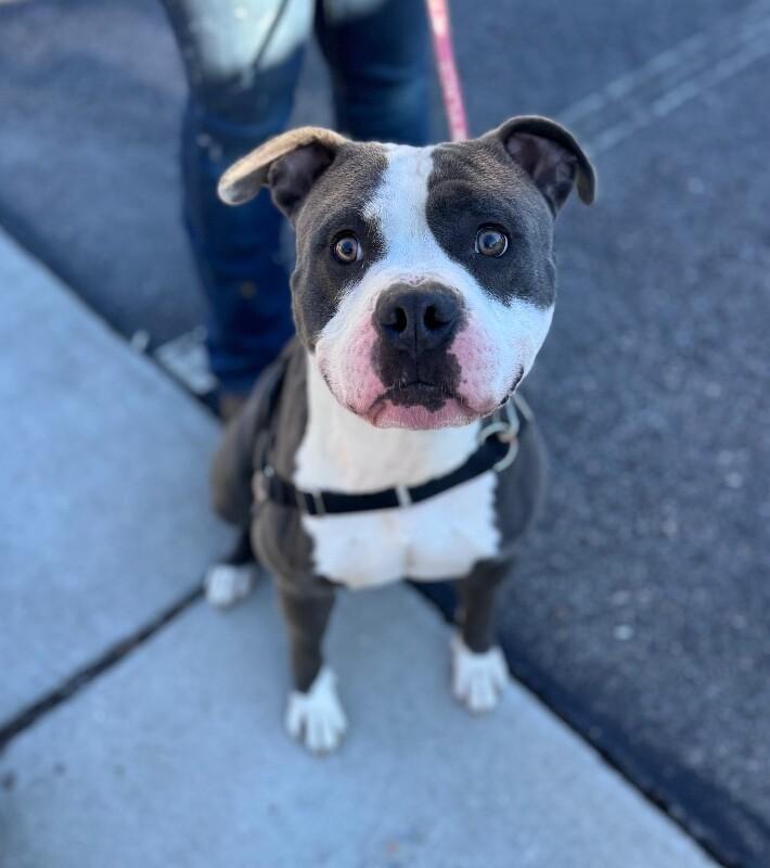 Chicken, Adoptable, Adult Male American Staffordshire Terrier.