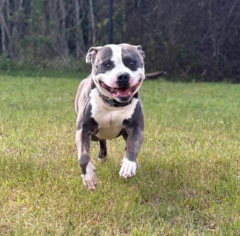 Chicken, a Adoptable American Staffordshire Terrier in Disputanta, VA image 2/4