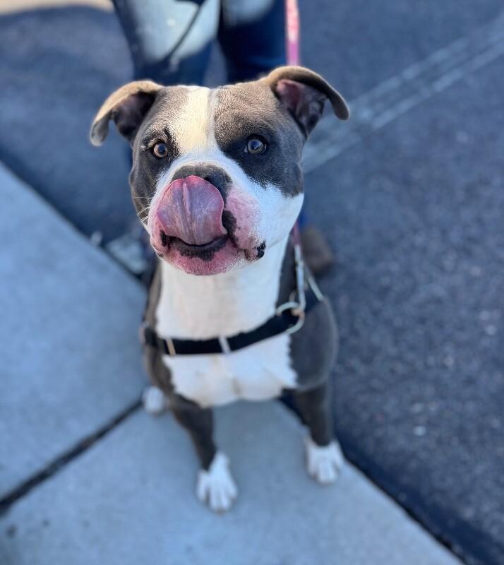 Chicken, a Adoptable American Staffordshire Terrier in Disputanta, VA image 3/4