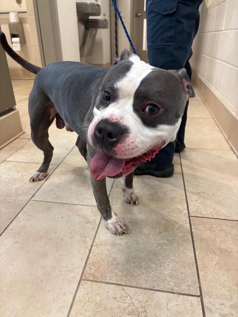 Chicken, a Adoptable American Staffordshire Terrier in Disputanta, VA image 4/4