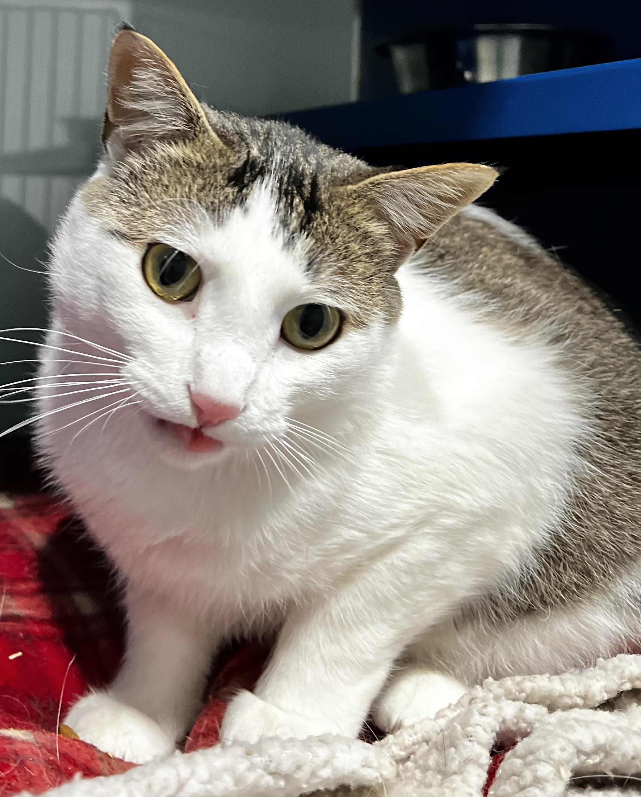 Crowley, an adoptable Domestic Short Hair in Sault Sainte Marie, MI, 49783 | Photo Image 4