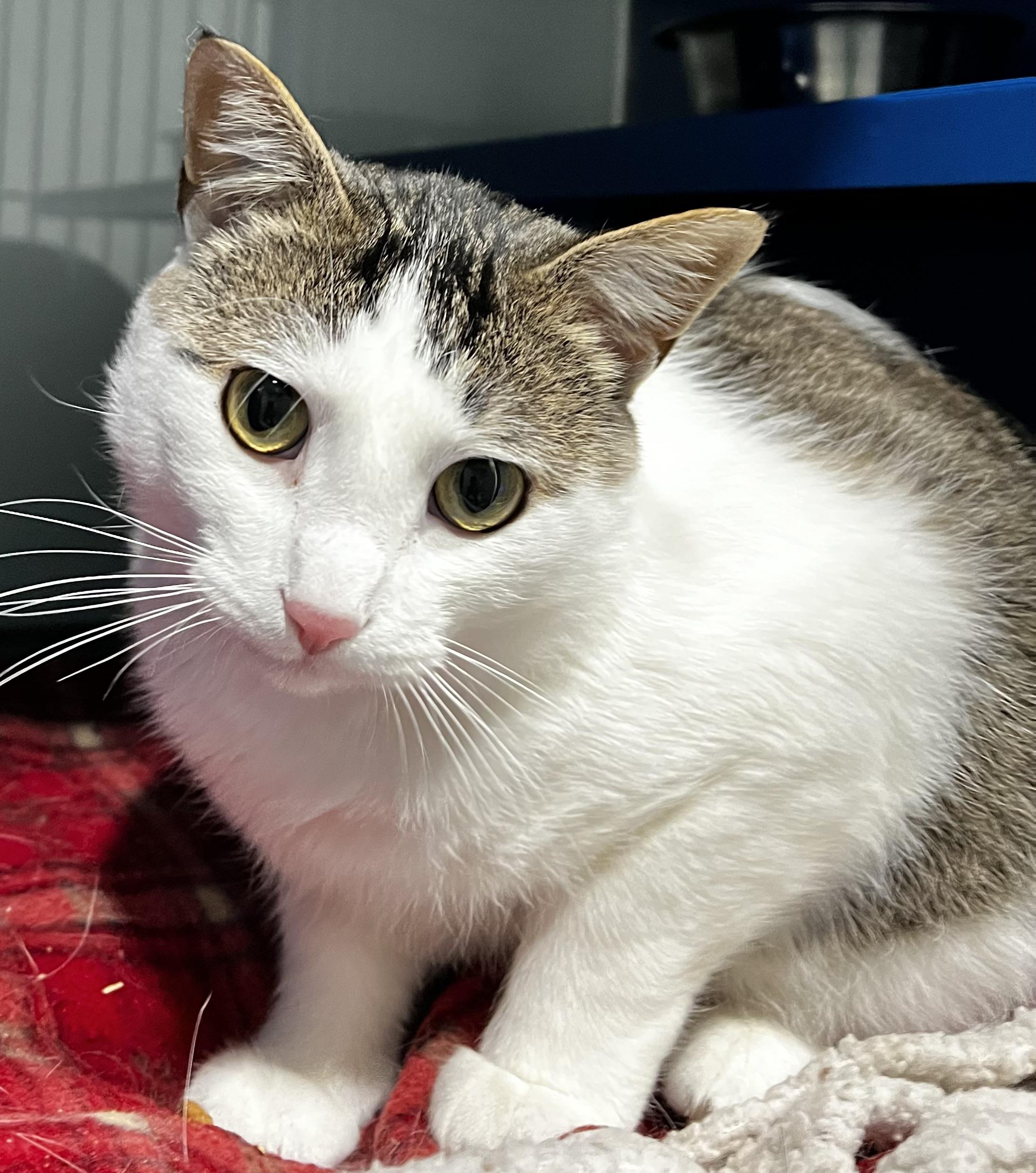 Enlarge Crowley, a Adoptable Domestic Short Hair in Sault Sainte Marie, MI image 2/4