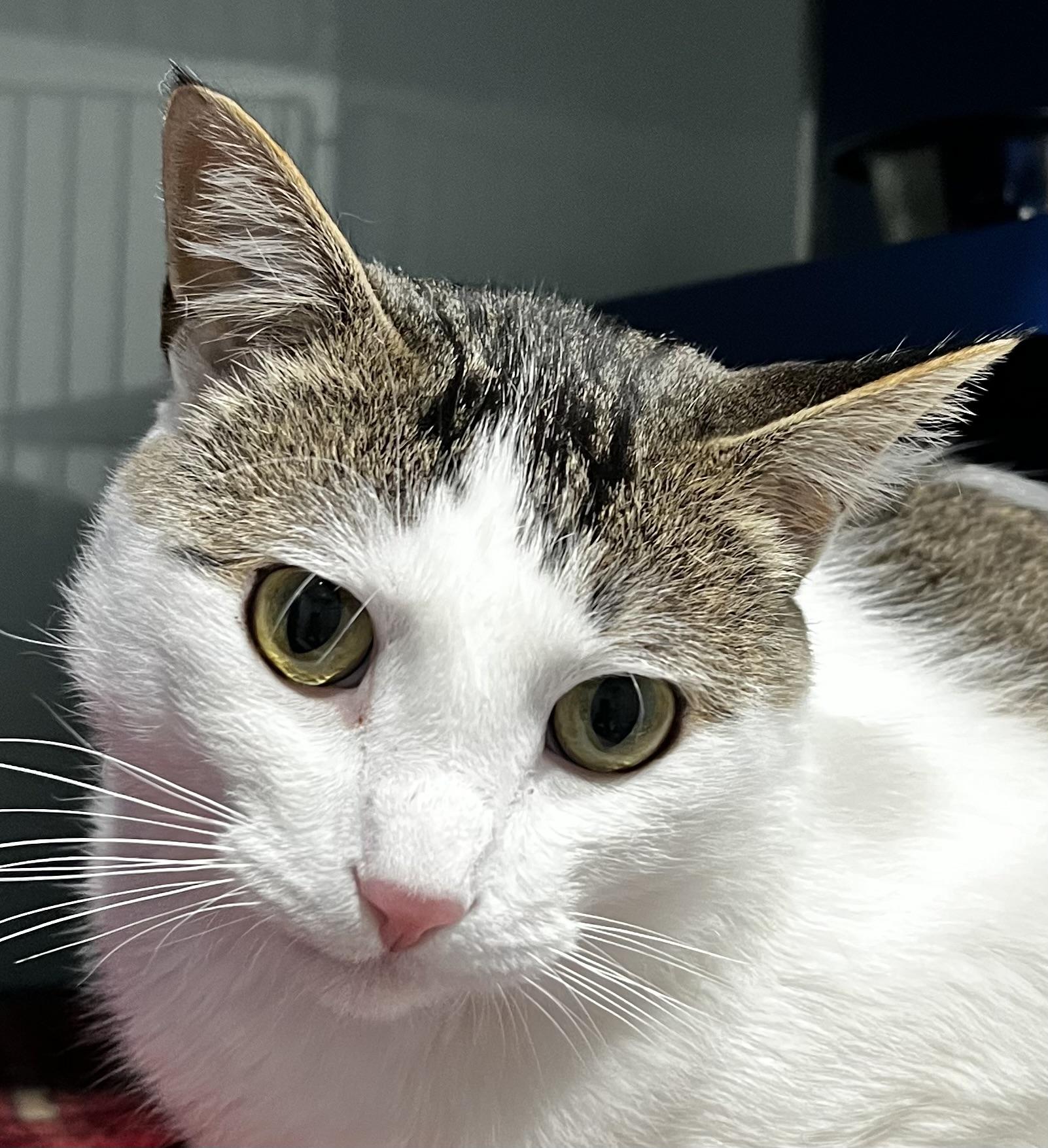 Crowley, an adoptable Domestic Short Hair in Sault Sainte Marie, MI, 49783 | Photo Image 1