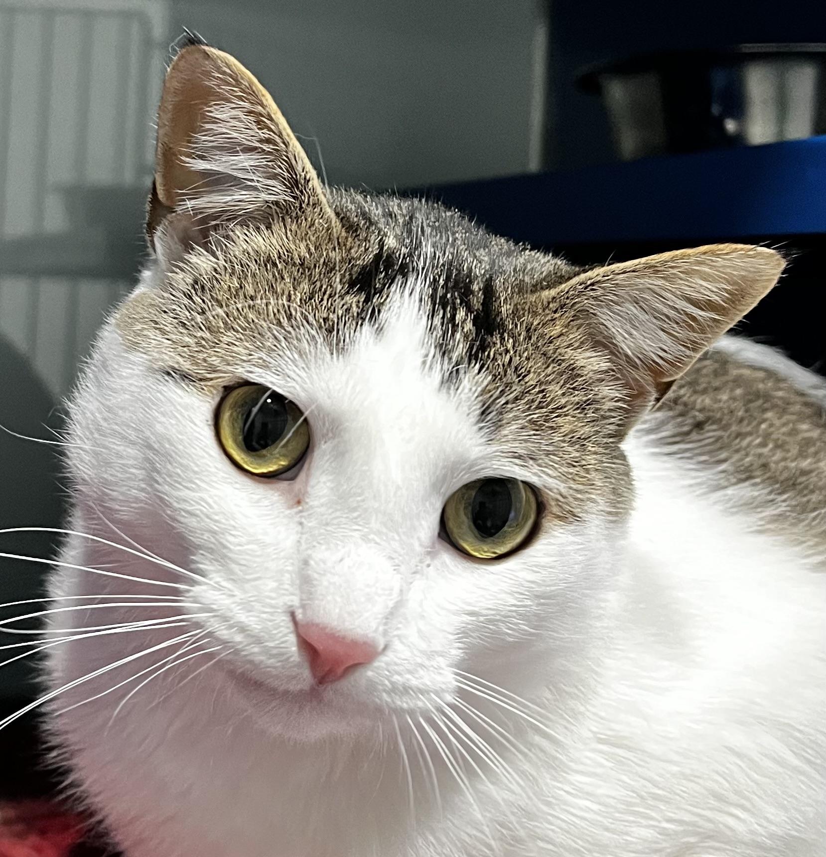 Enlarge Crowley, a Adoptable Domestic Short Hair in Sault Sainte Marie, MI image 4/4