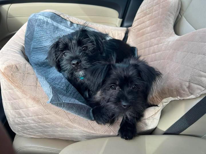 Nash & Noori, ADOPTABLE, Puppy Female Yorkshire Terrier & Miniature Schnauzer.
