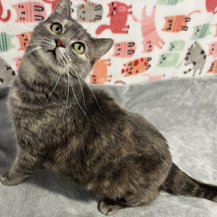 Enlarge Brenda, a Adoptable Domestic Short Hair in Benld, IL image 1/3