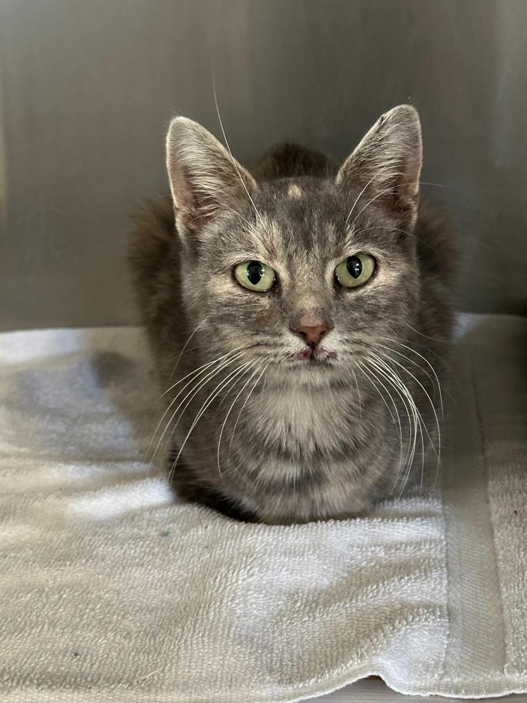 Enlarge Brenda, a Adoptable Domestic Short Hair in Benld, IL image 3/3