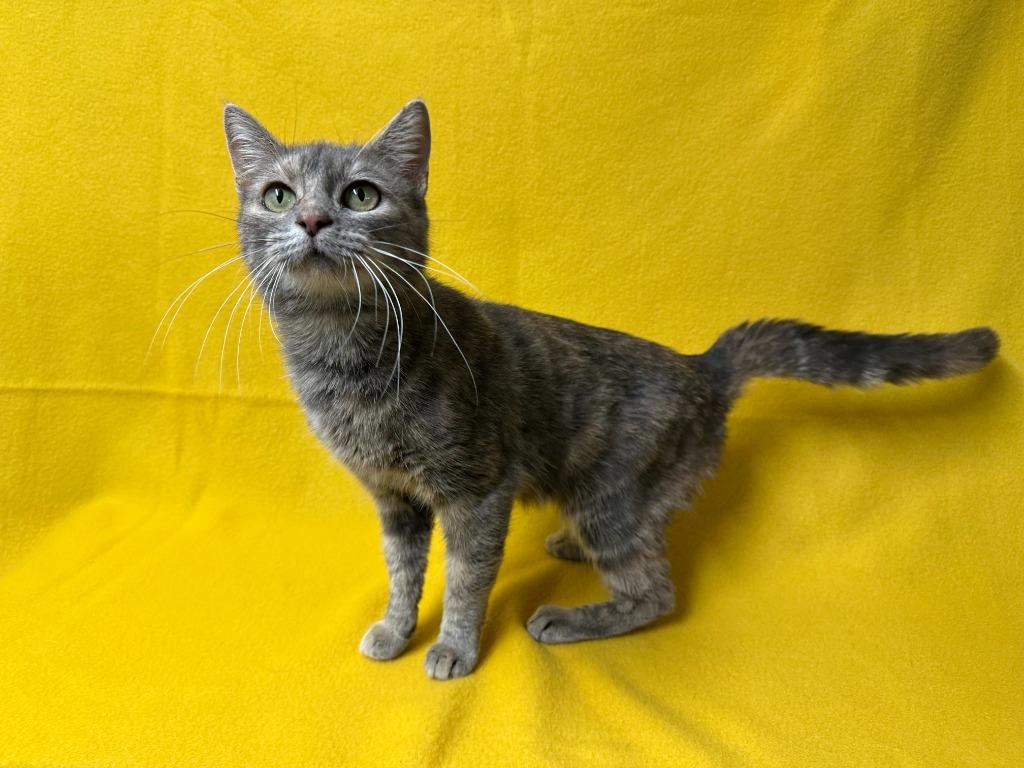 Enlarge Brenda, a Adoptable Domestic Short Hair in Benld, IL image 2/3