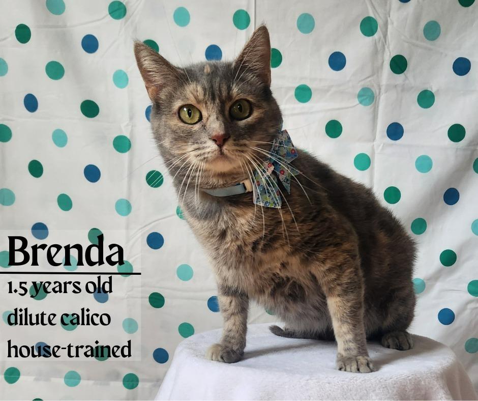 Brenda, Adoptable, Young Female Domestic Short Hair.
