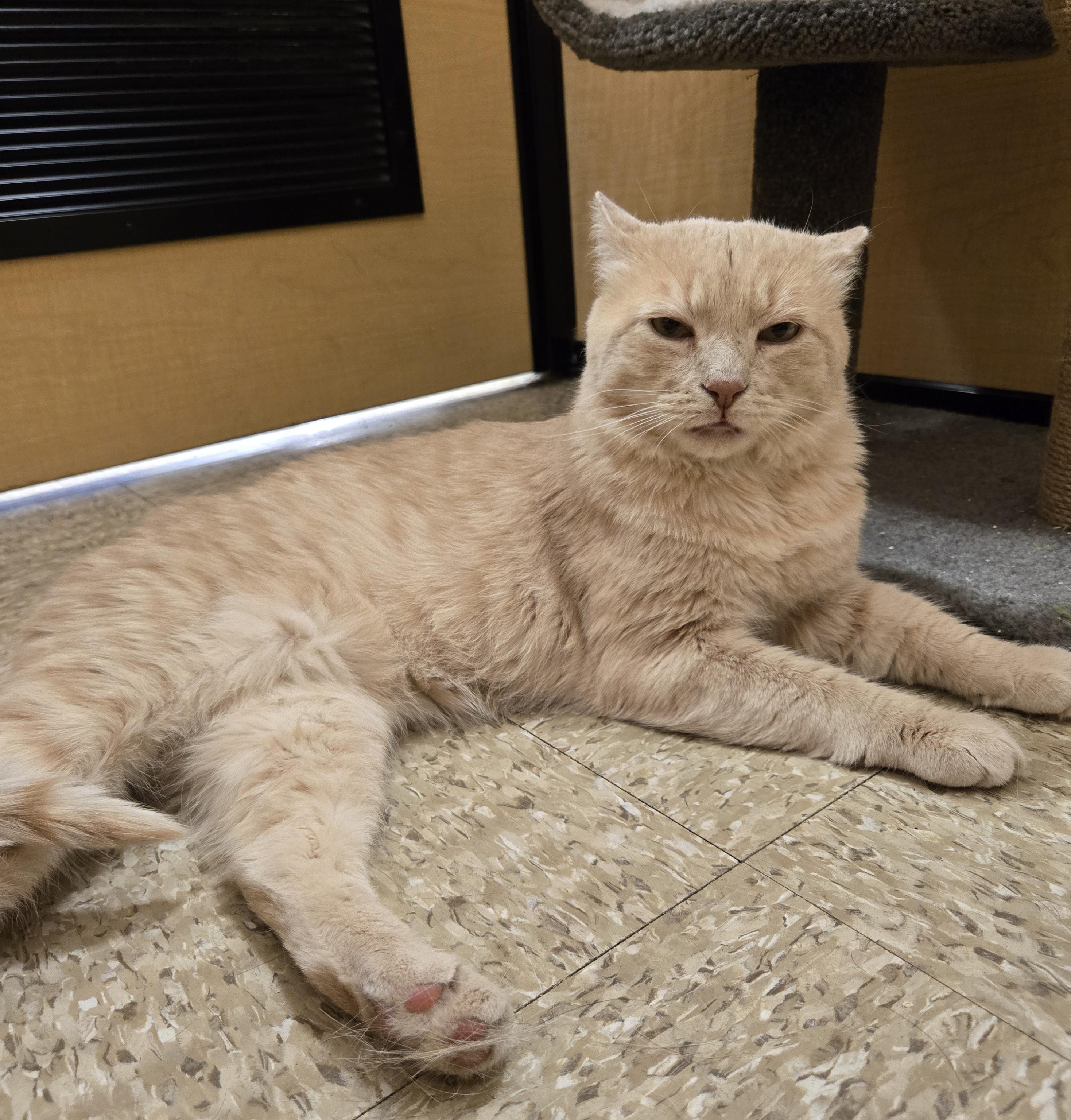 Big Tom, an adopted Domestic Short Hair in Woburn, MA image 3/4