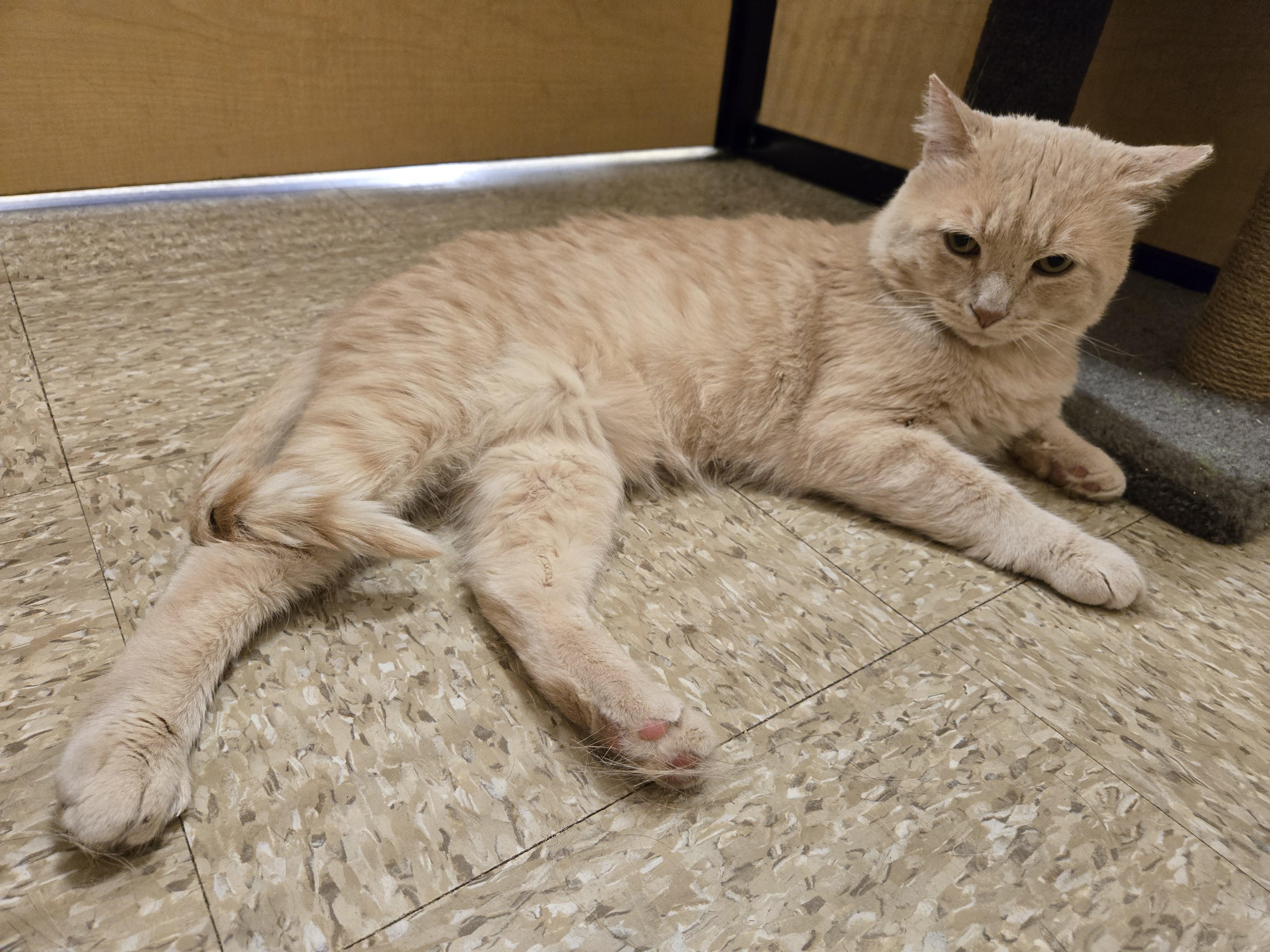 Big Tom, an adopted Domestic Short Hair in Woburn, MA image 4/4