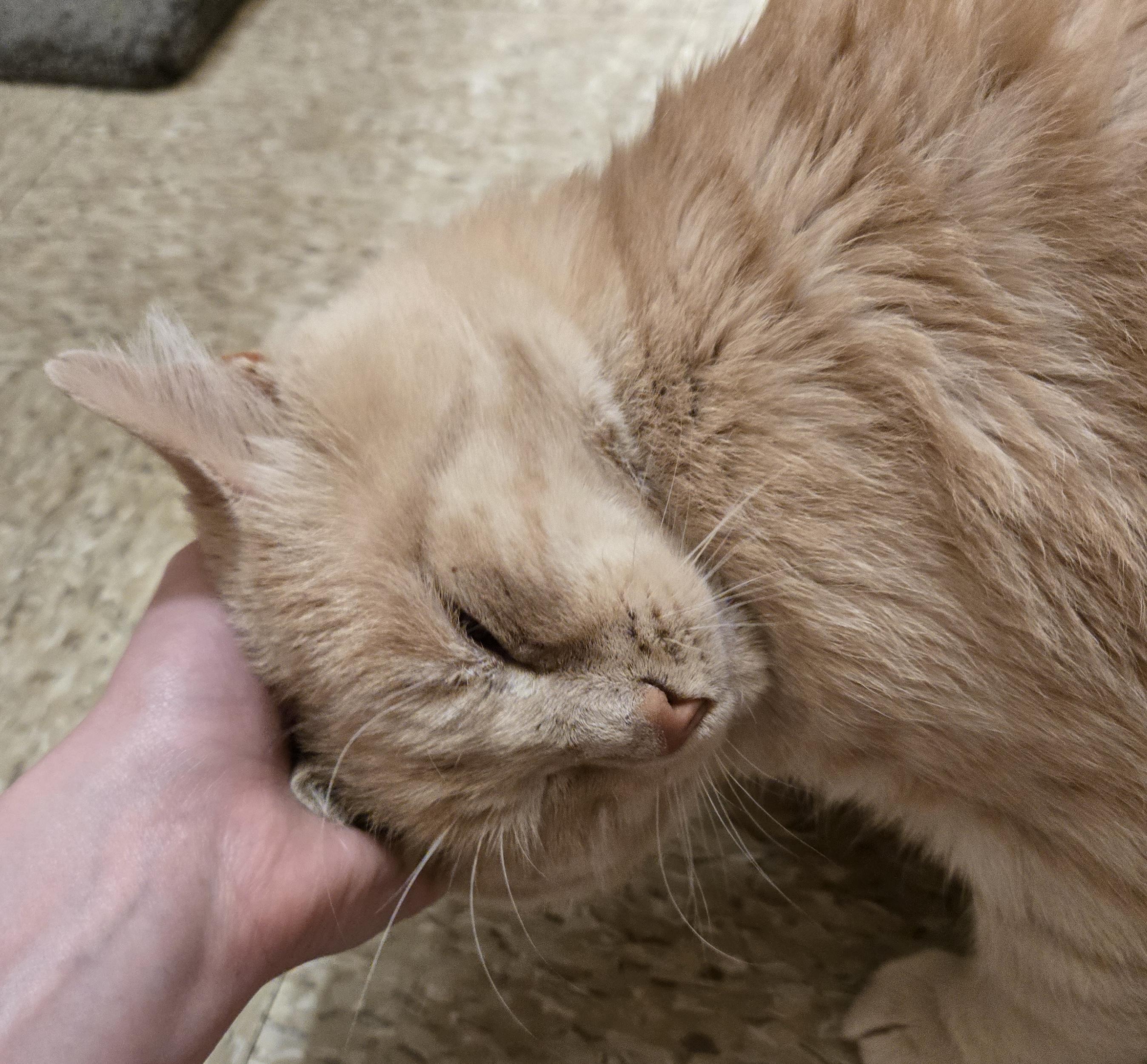 Big Tom, an adopted Domestic Short Hair in Woburn, MA image 2/4
