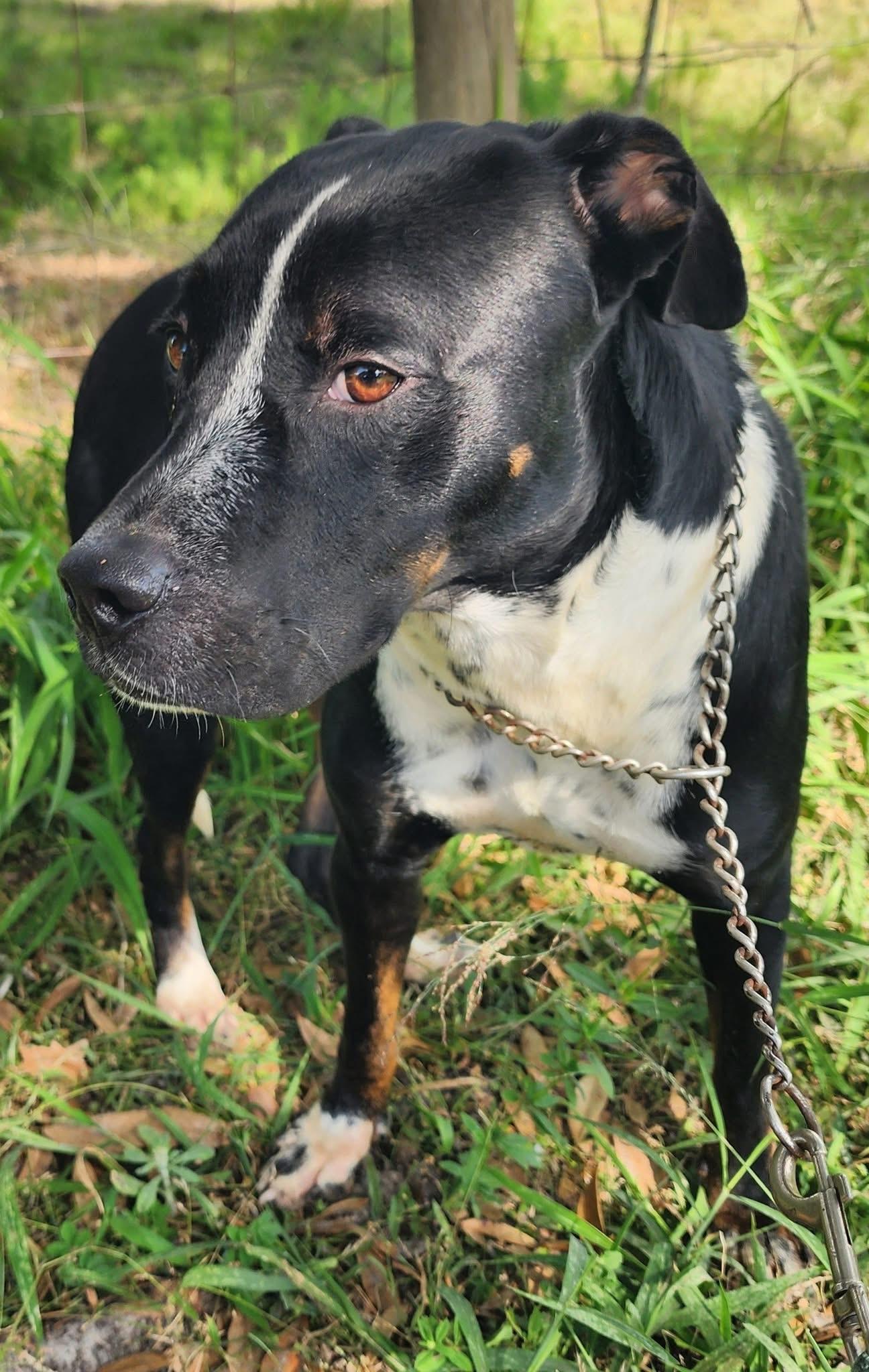 Enlarge Lyndon, a Adoptable mixed breed in Lorida, FL image 1/2