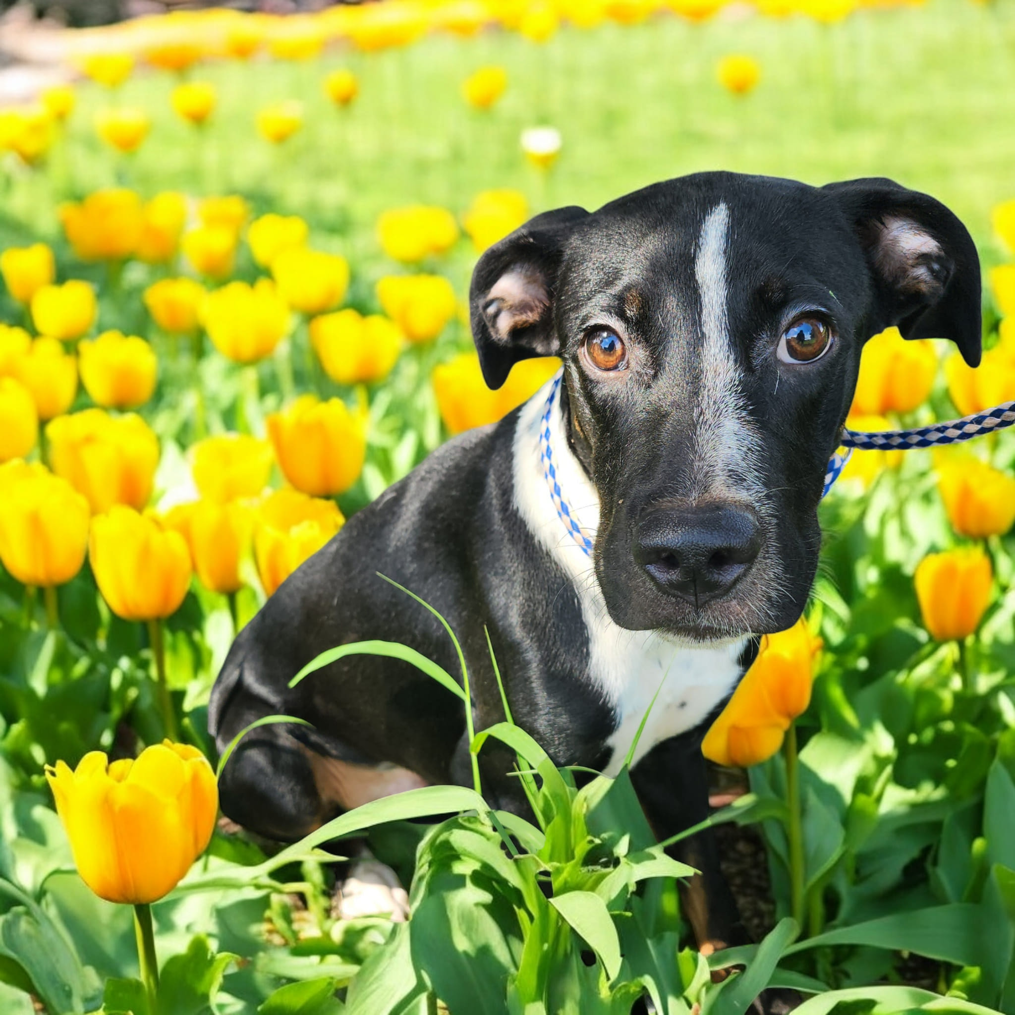 Lyndon, Adoptable, Adult Male Black Labrador Retriever & Australian Cattle Dog / Blue Heeler.