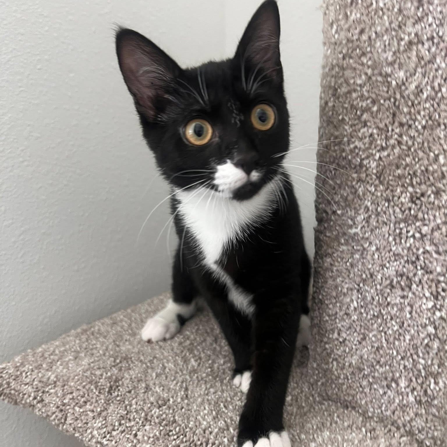 Marti, Adopted, Kitten Female Domestic Short Hair.