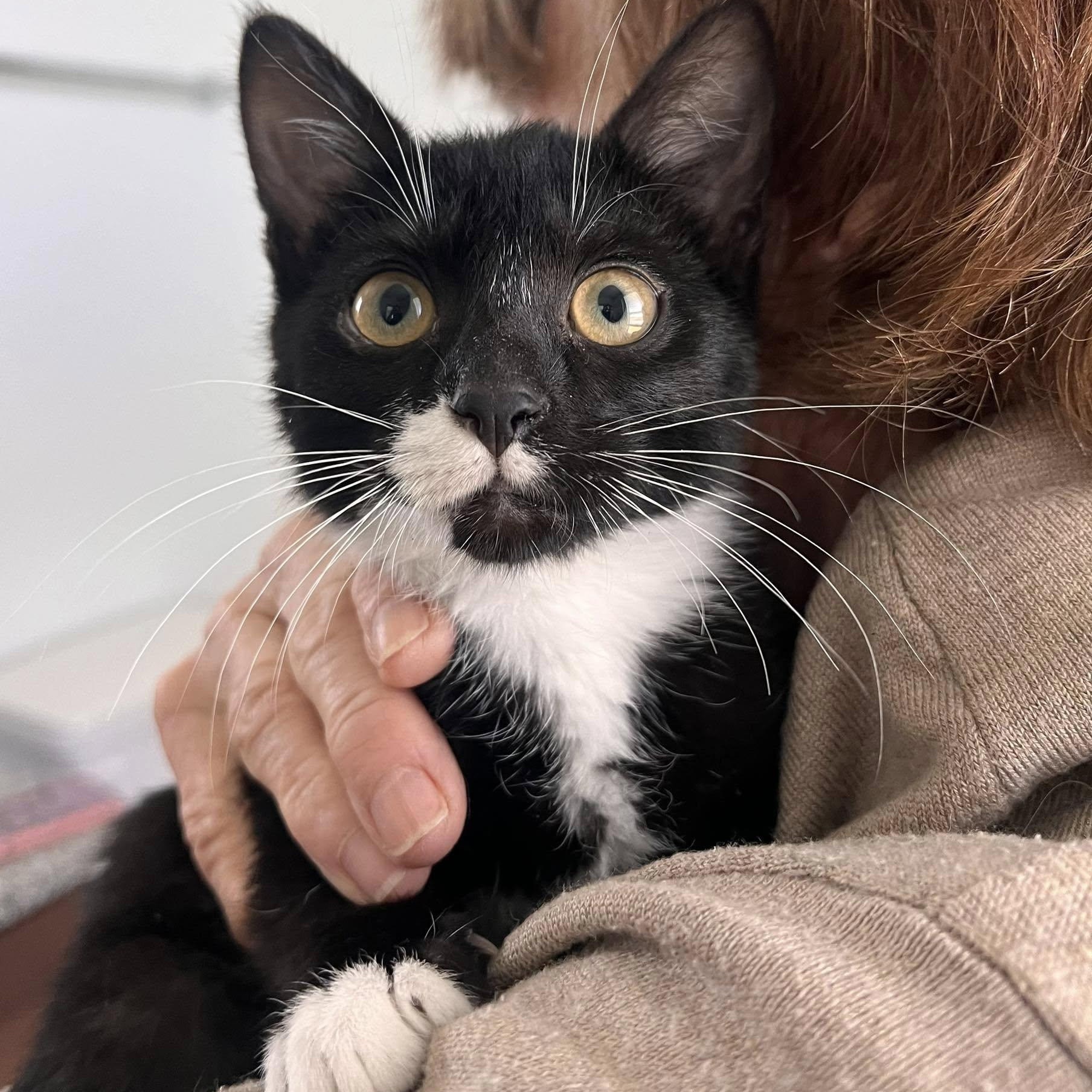 Enlarge Marti, a Adopted Domestic Short Hair in jacksonville, FL image 2/4