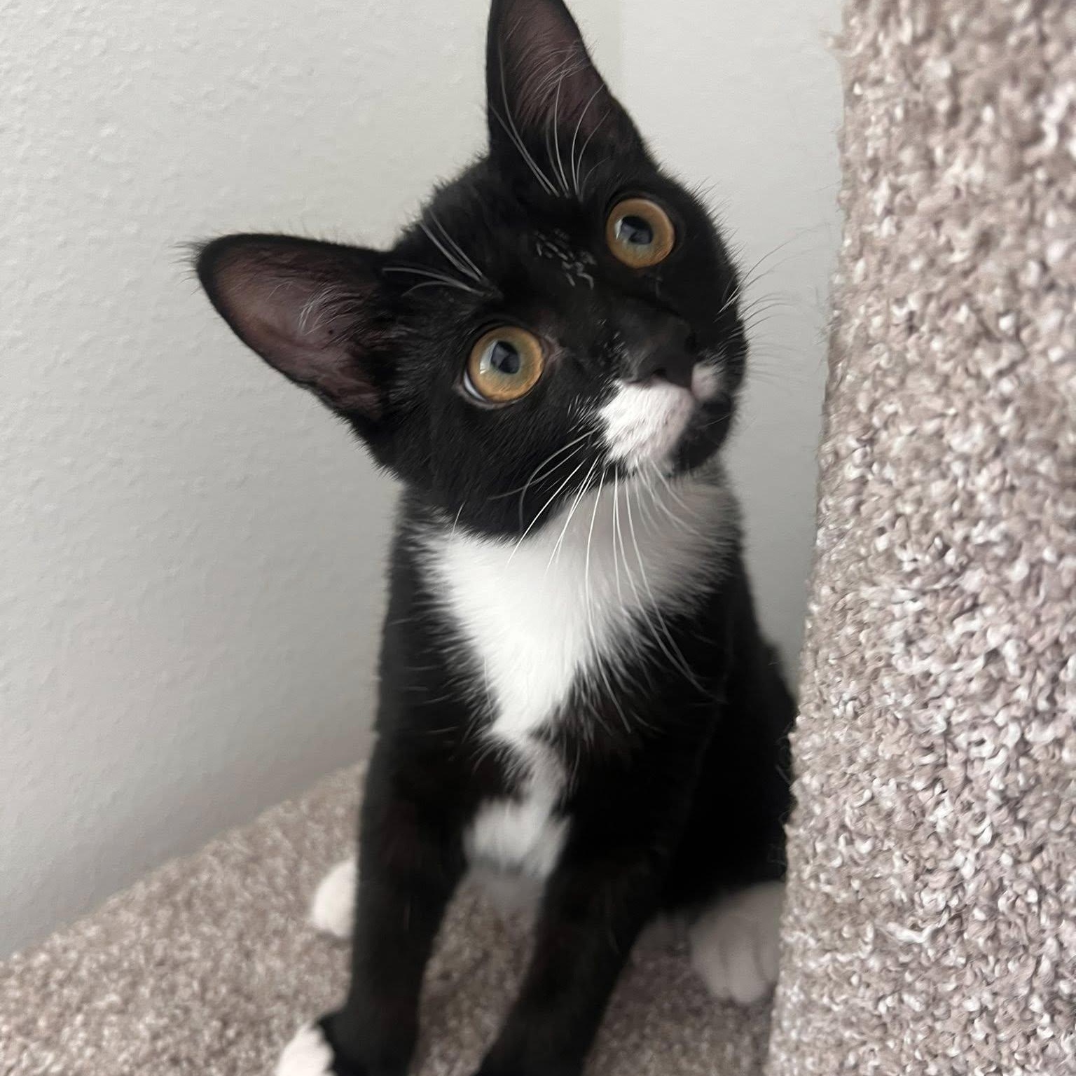 Enlarge Marti, a Adopted Domestic Short Hair in jacksonville, FL image 3/4