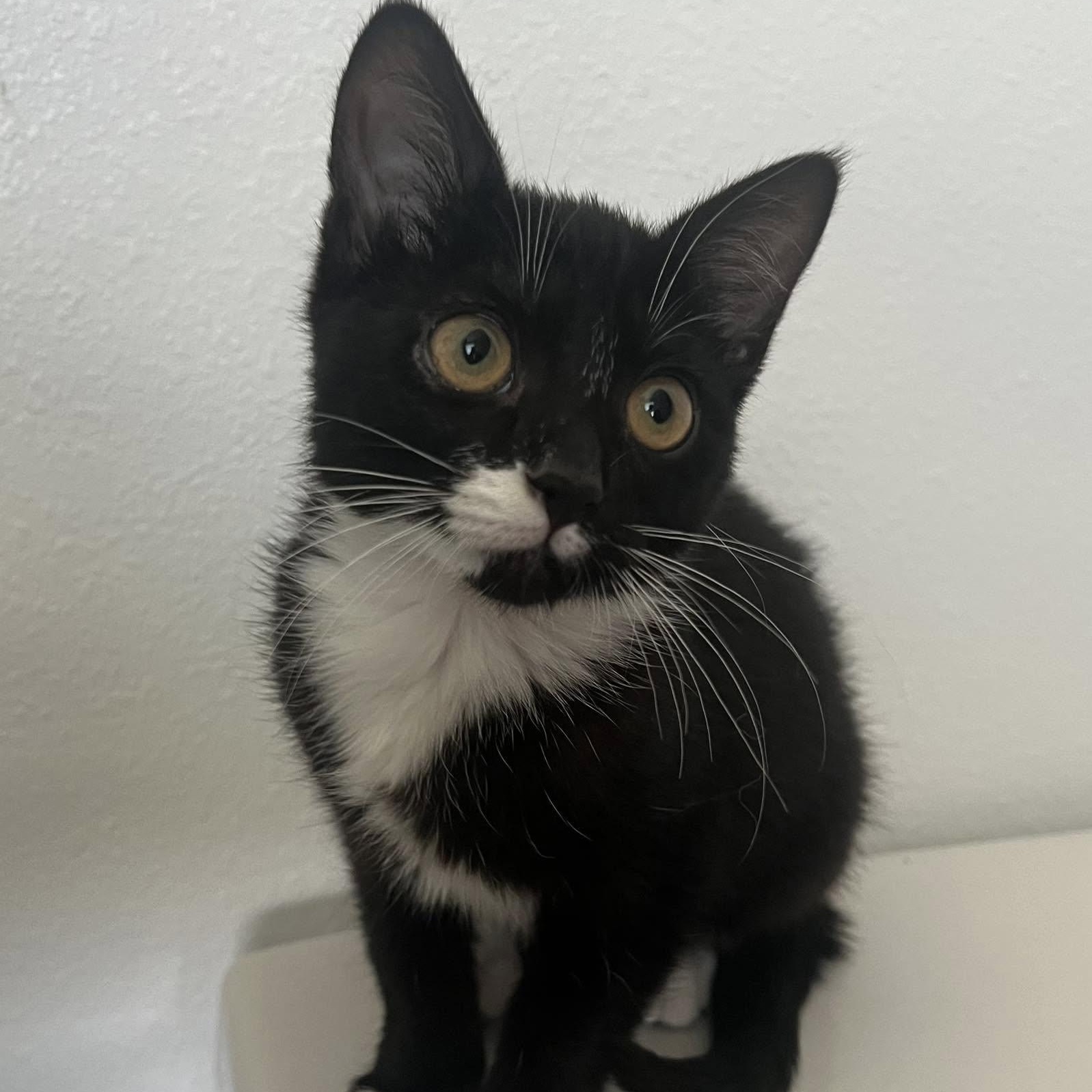 Enlarge Marti, a Adopted Domestic Short Hair in jacksonville, FL image 4/4