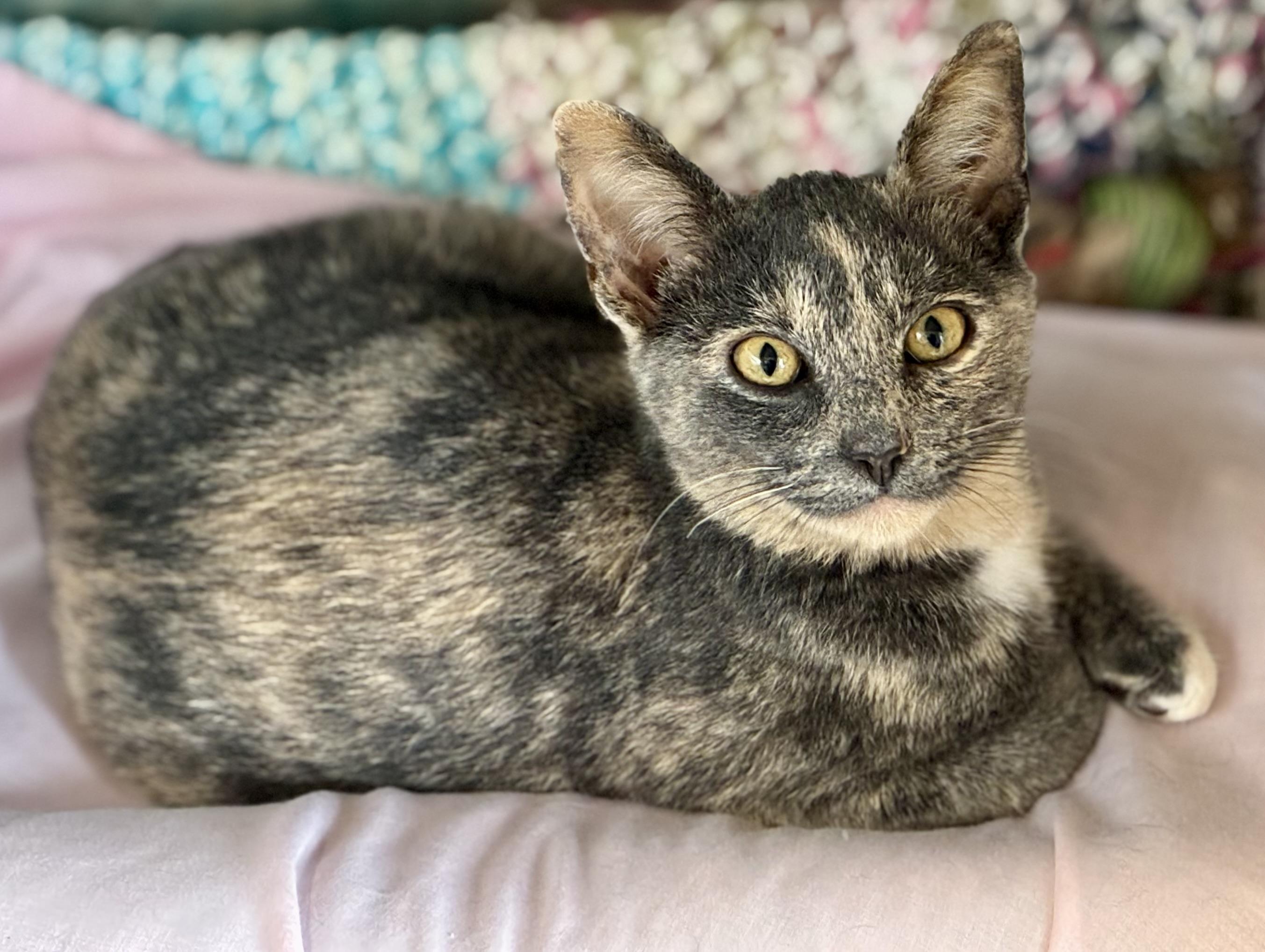 Nutmeg, Adopted, Young Female Dilute Tortoiseshell.