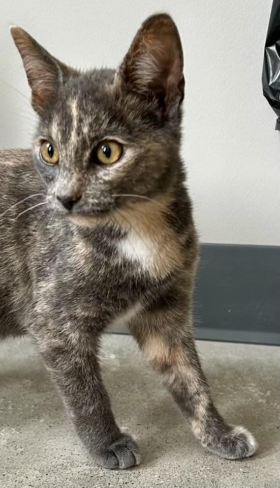 Enlarge Nutmeg, a Adopted Dilute Tortoiseshell in Sandusky, MI image 6/6