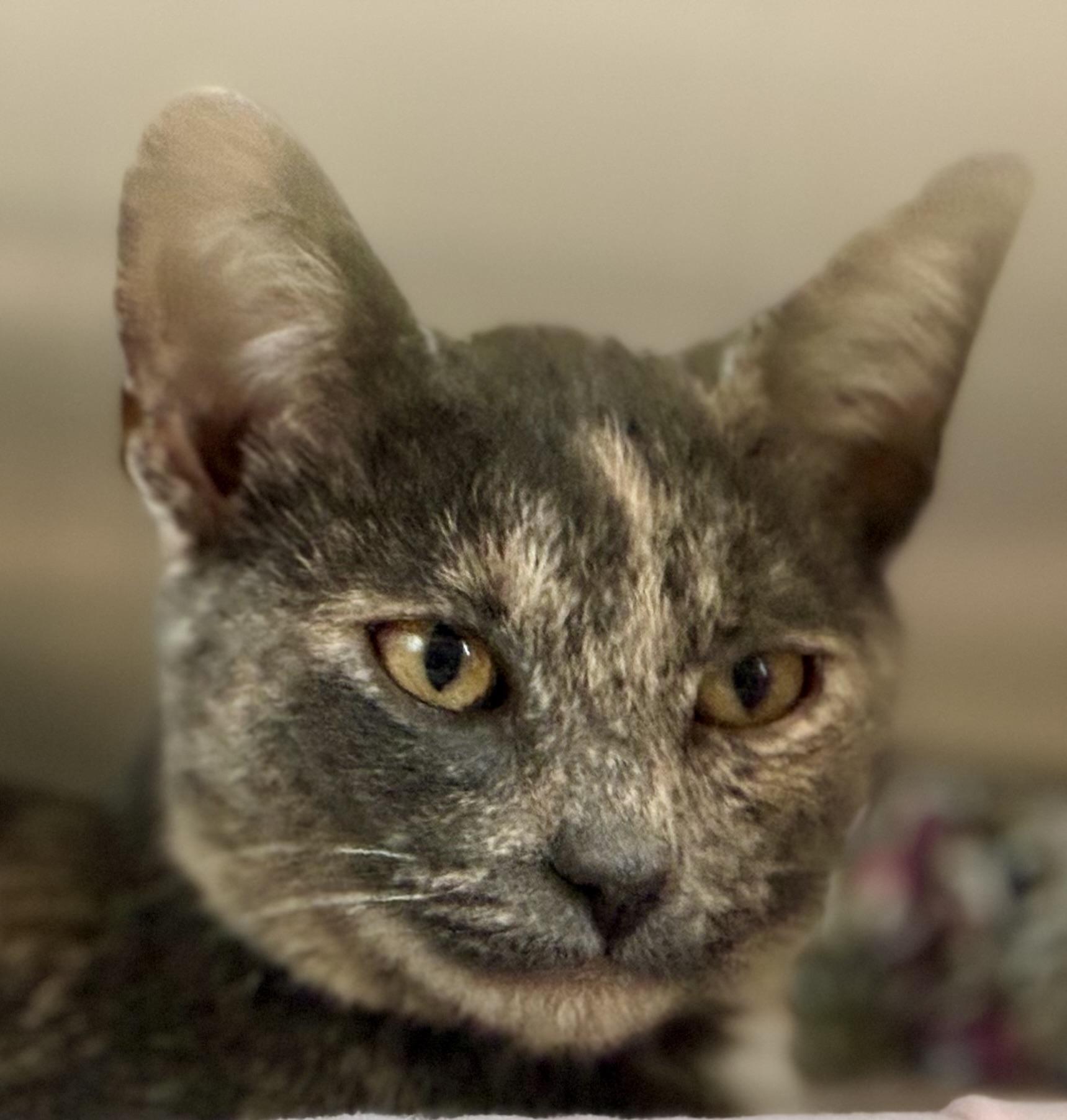 Enlarge Nutmeg, a Adopted Dilute Tortoiseshell in Sandusky, MI image 5/6