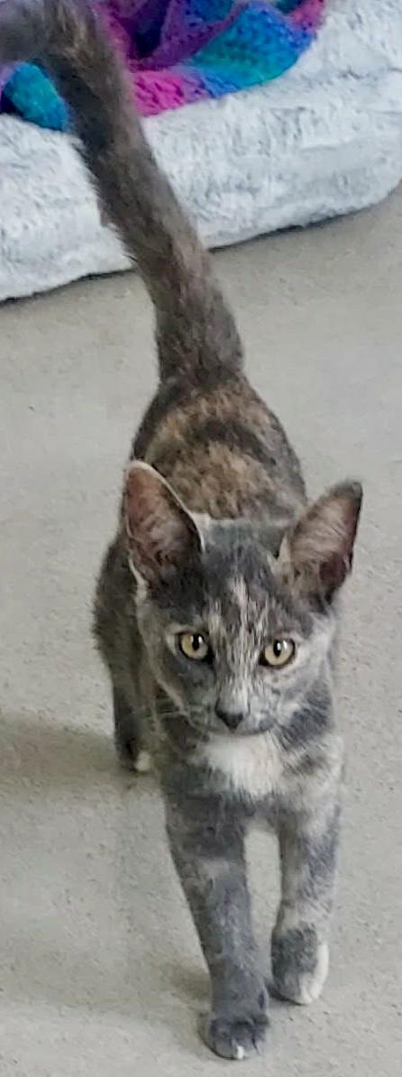Enlarge Nutmeg, a Adopted Dilute Tortoiseshell in Sandusky, MI image 4/6