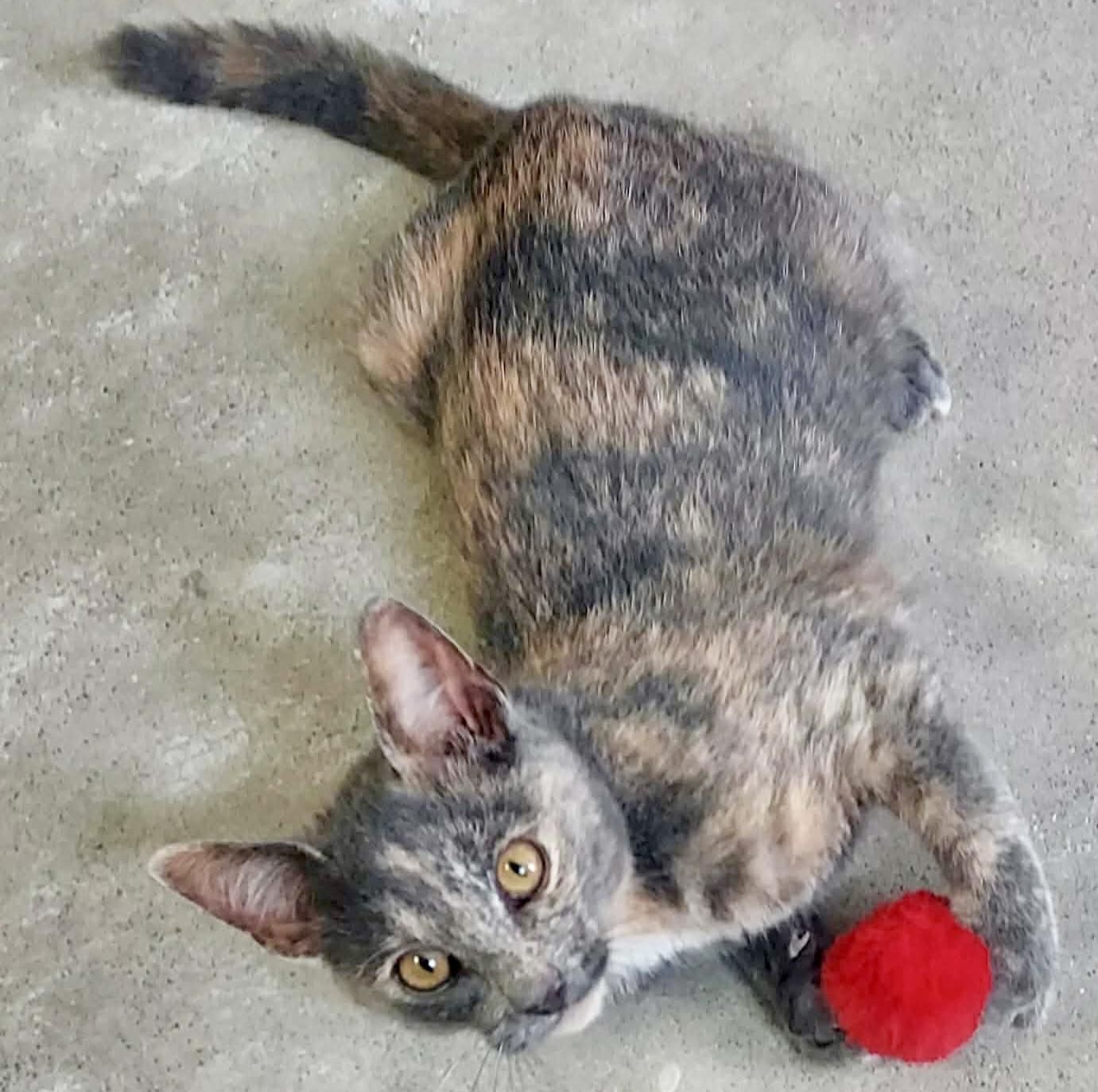 Enlarge Nutmeg, a Adopted Dilute Tortoiseshell in Sandusky, MI image 3/6
