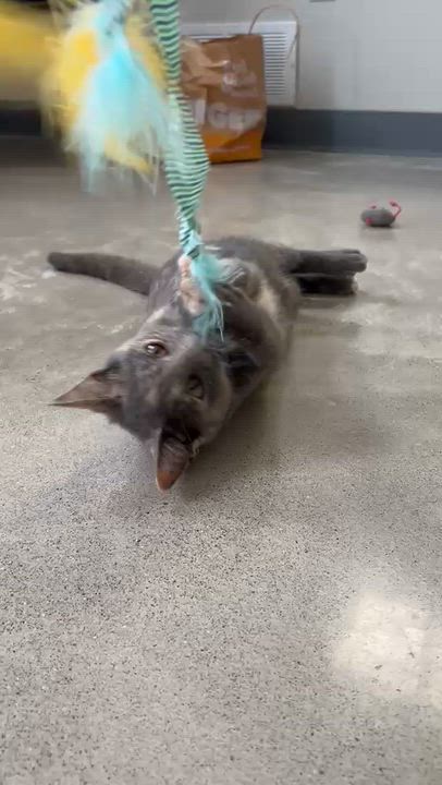 Enlarge Nutmeg, a Adopted Dilute Tortoiseshell in Sandusky, MI video 2/6