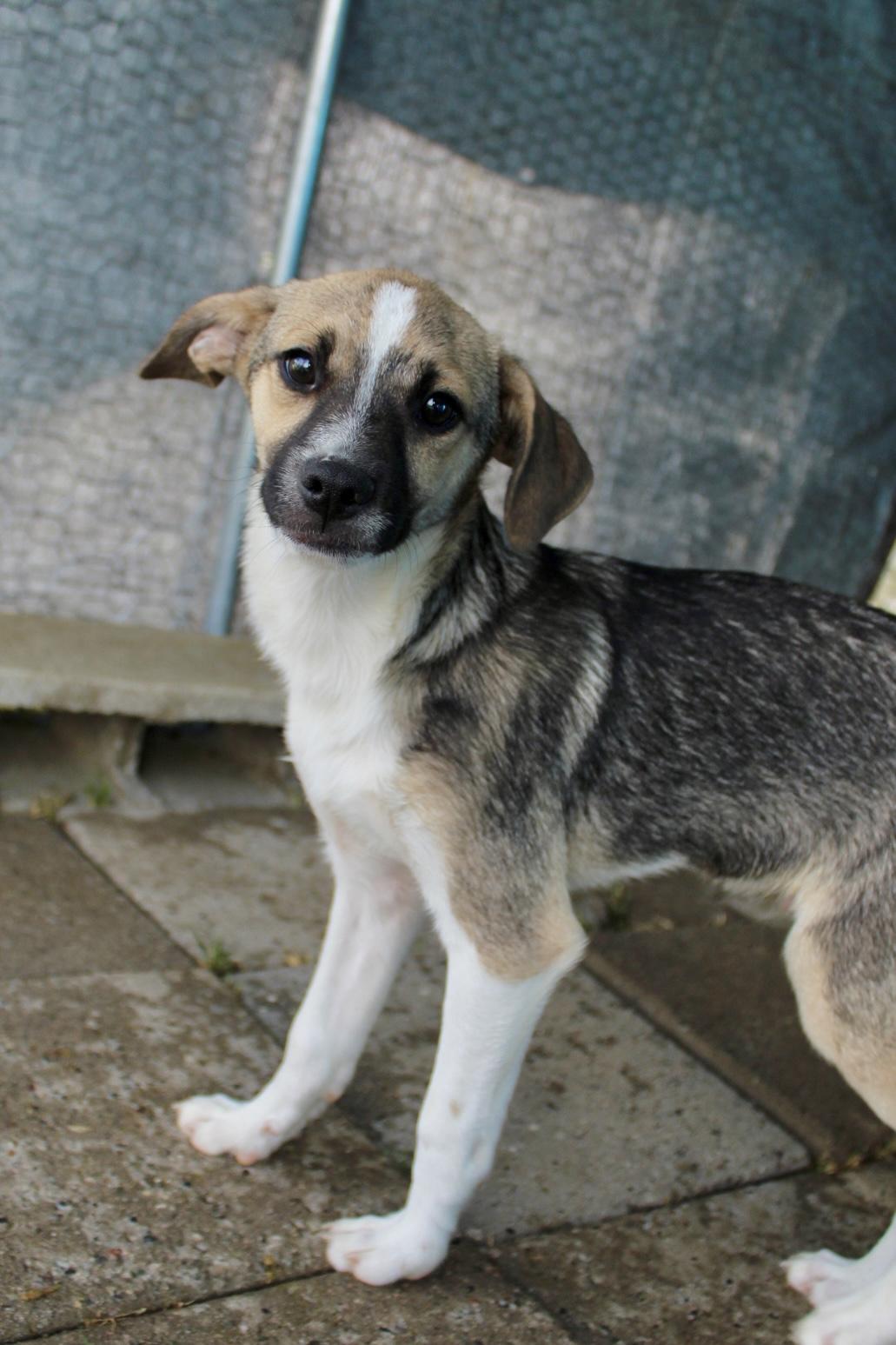 Duke, ADOPTABLE, Puppy Male Chihuahua.