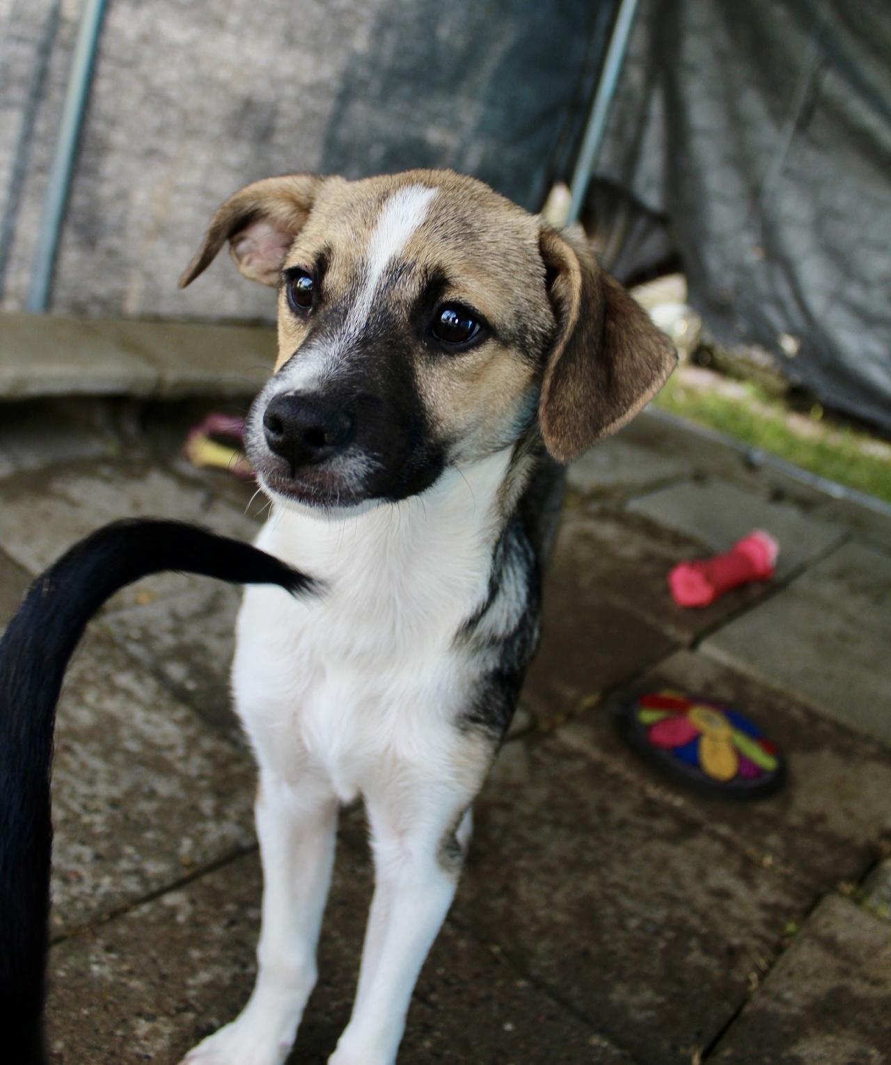Enlarge Duke, a ADOPTABLE Chihuahua in Rialto, CA image 2/3