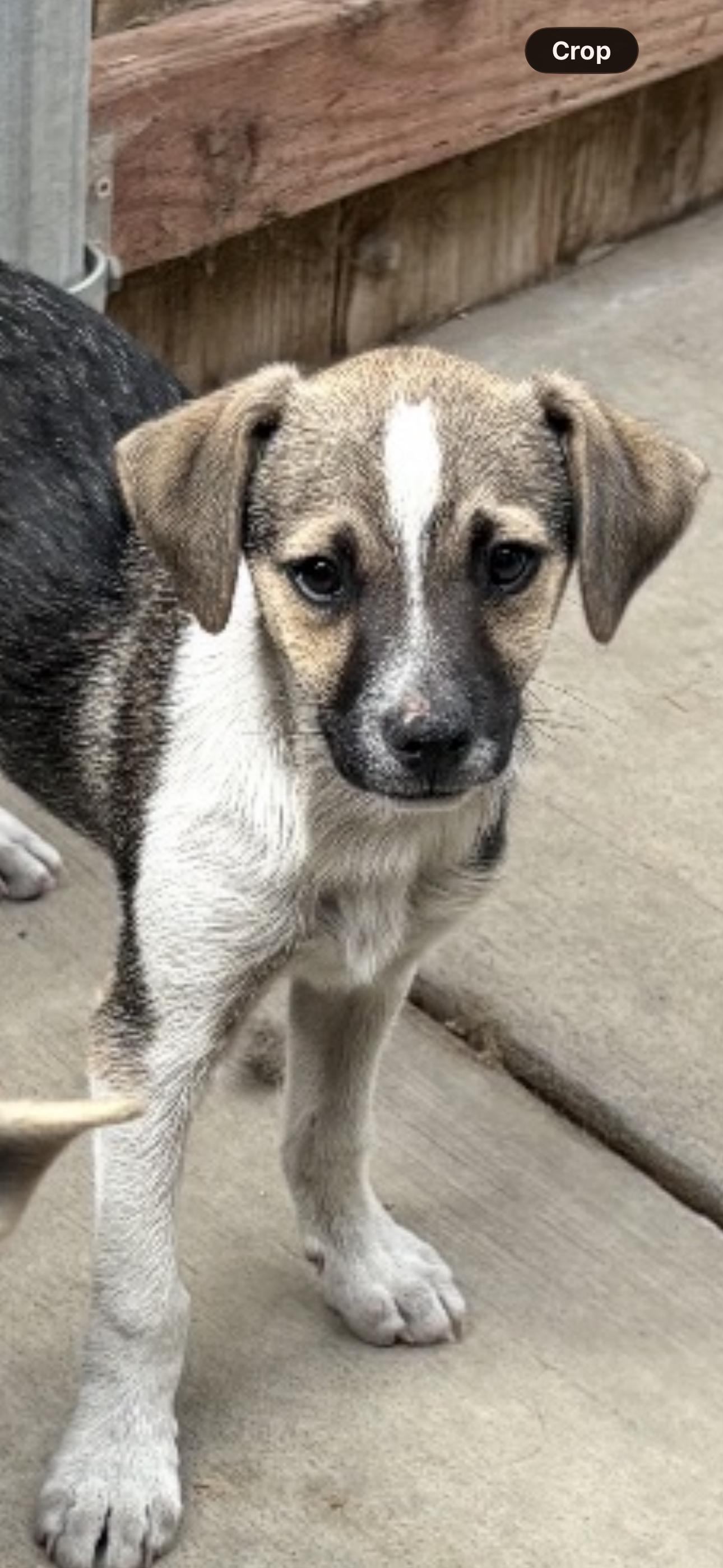 Enlarge Duke, a ADOPTABLE Chihuahua in Rialto, CA image 3/3