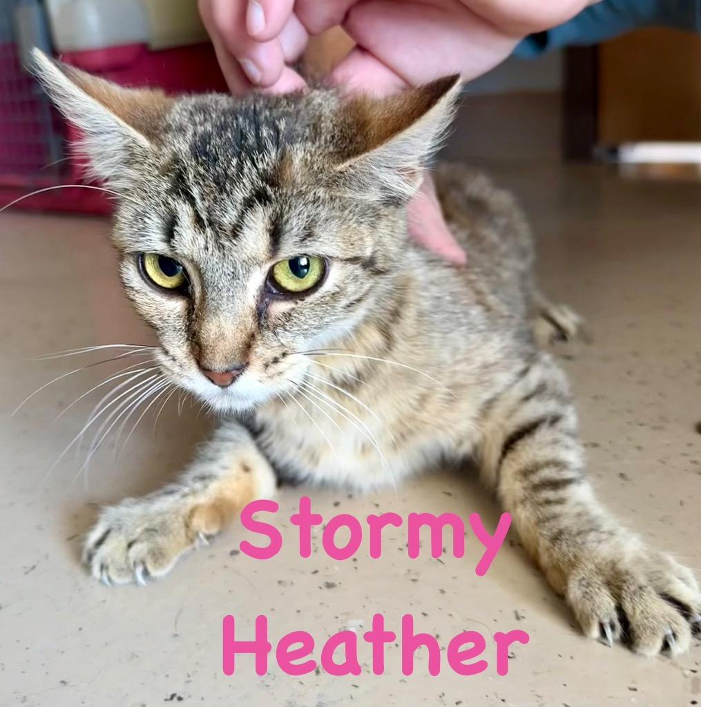 Enlarge Stormy Heather, a Adoptable mixed breed in West Union, OH image 1/1