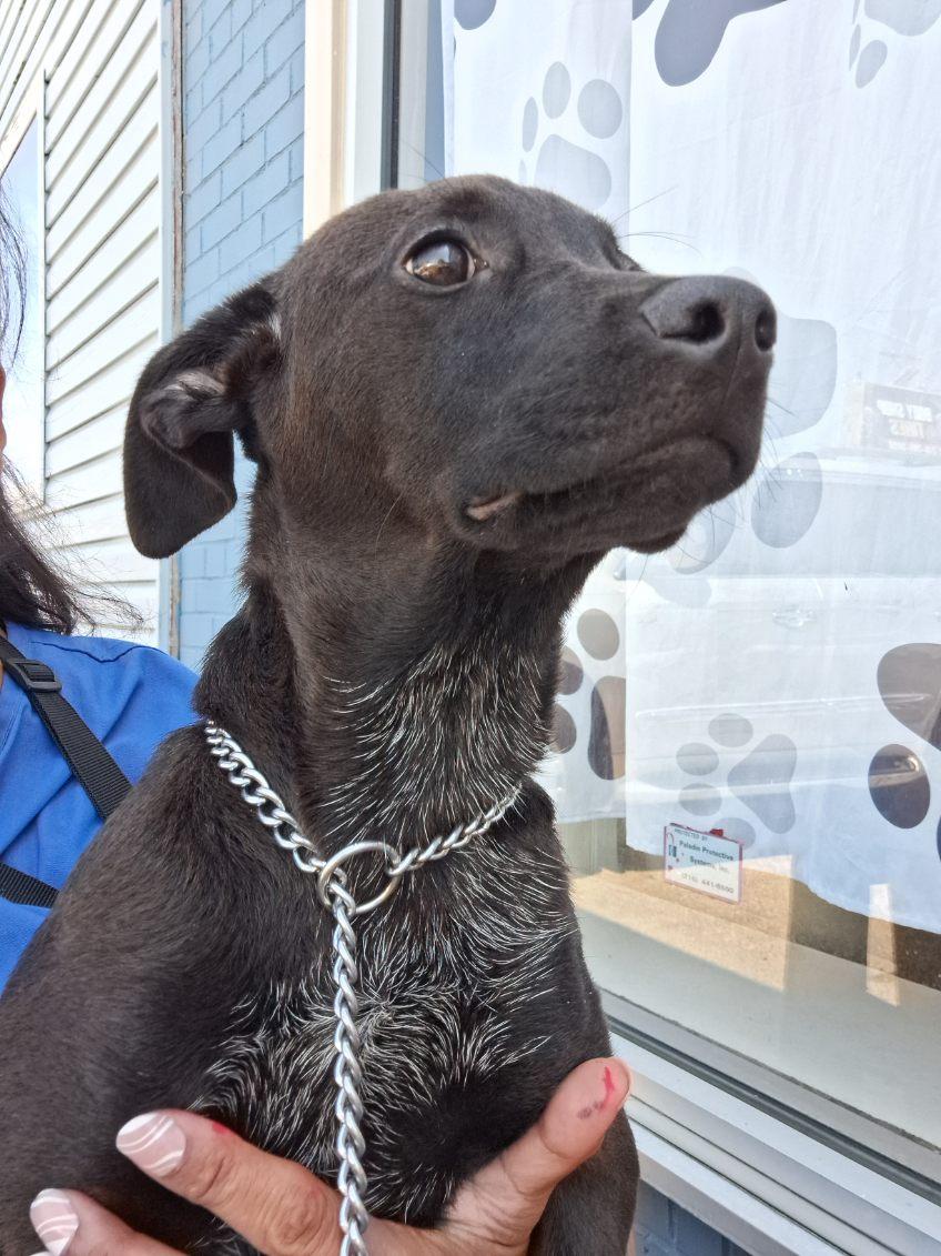 Connie, Adoptable, Puppy Female Mixed Breed.