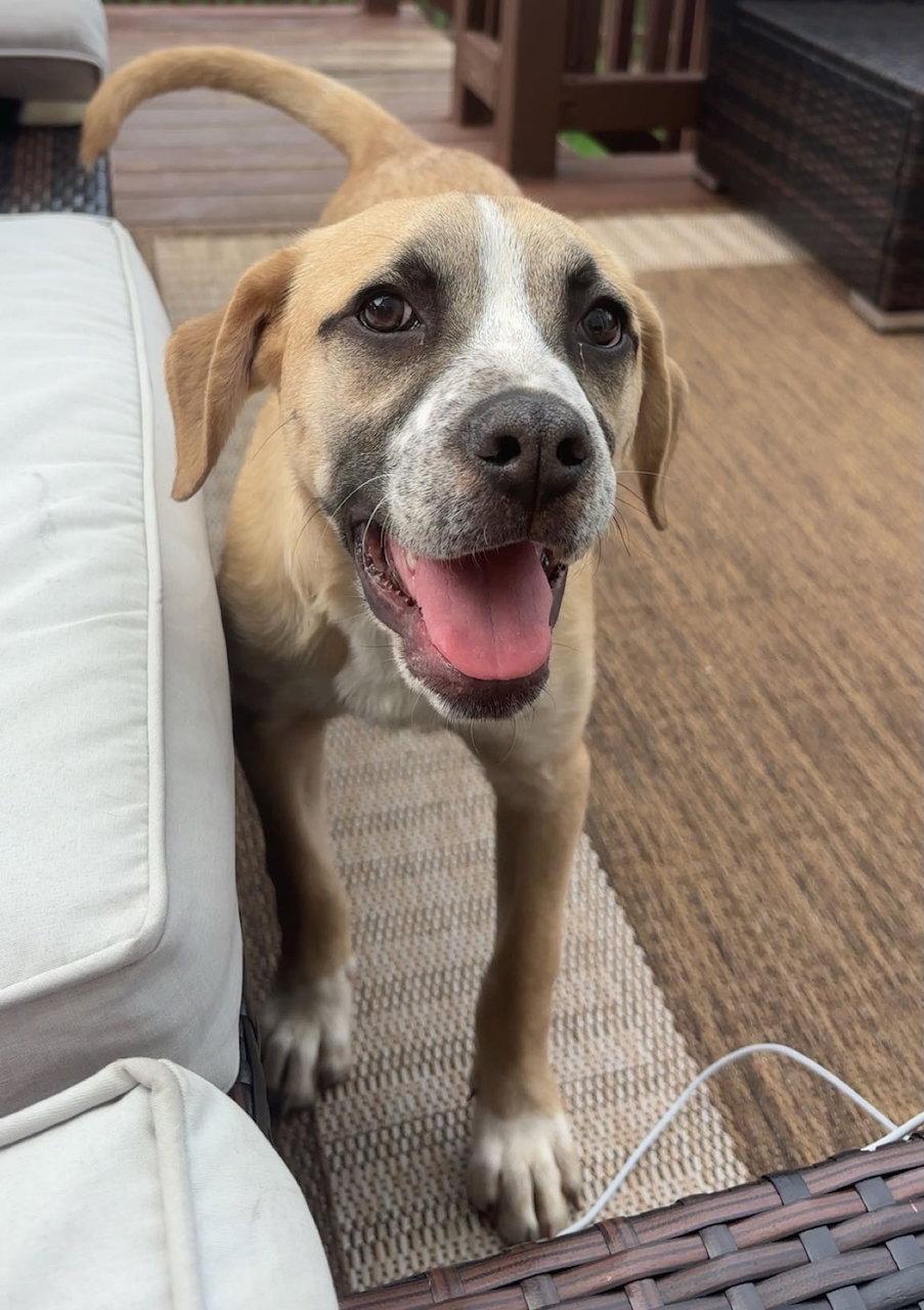 Enlarge Apple Pie, a Adoptable mixed breed in GILBERTS, IL image 1/3